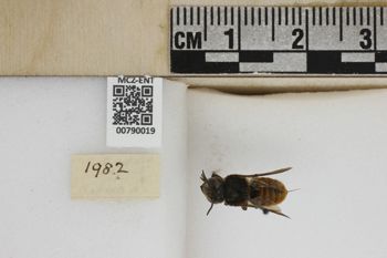 Media type: image;   Entomology 790019 Aspect: Labels